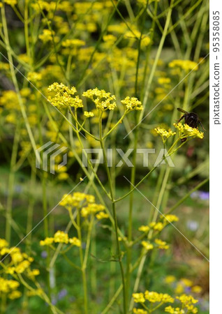 Ominae (maro flower) Ominae (maro flower) 95358085
