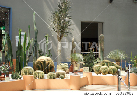 Various cactus 95358092