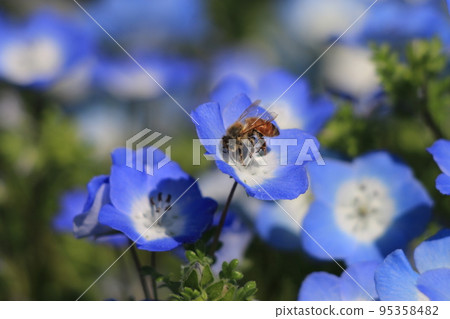Nemophila and a honeybee 95358482