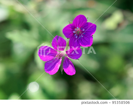 Gennoshoko的藥草紅花 95358506