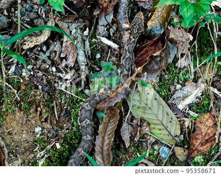 蝰蛇科日本銅頭蝰蛇 95358671
