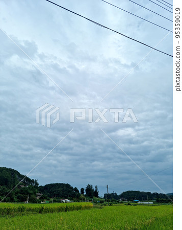 Rice field 95359019