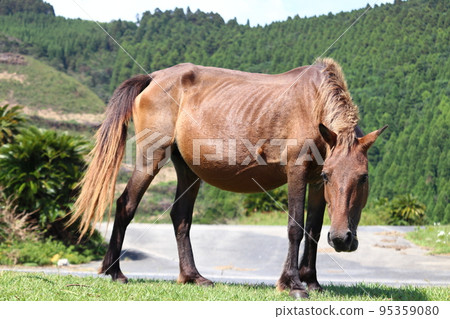 土肥岬的三崎馬(宮崎縣球磨市) 土肥岬的三崎馬(宮崎縣球磨市) 95359080