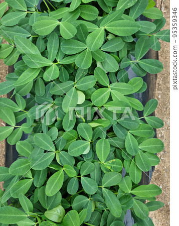 花生葉 花生葉 95359346