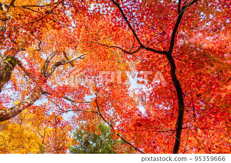 Autumn in Arashiyama, Kyoto Jojakko-ji Temple with colored leaves 95359666
