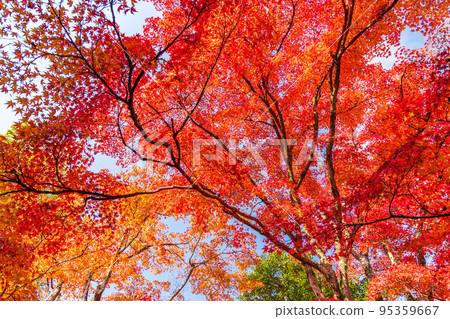 Autumn in Arashiyama, Kyoto Jojakko-ji Temple with colored leaves 95359667