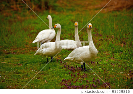 Spring swans Spring swans 95359816