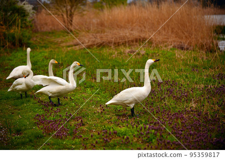 Spring swans 95359817