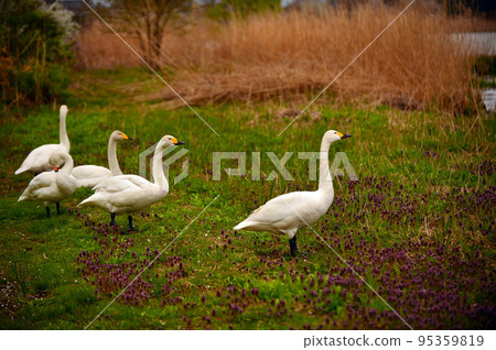 Spring swans Spring swans 95359819