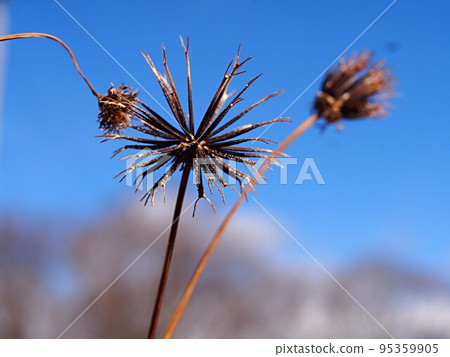 美國仙丹草種子的 95359905