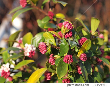 等待綻放的達芙妮花 95359910