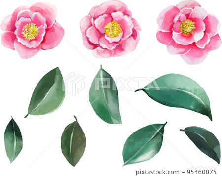 Pink camellia material set Watercolor style vector illustration 95360075