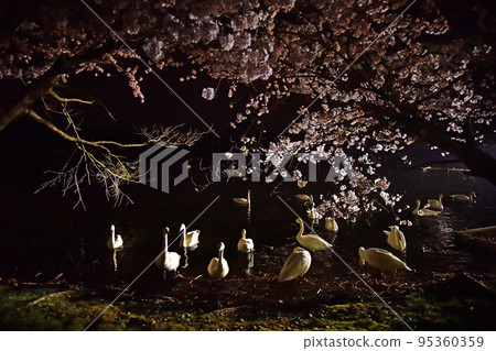 Spring swans 95360359