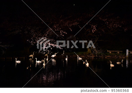 Spring swans Spring swans 95360368