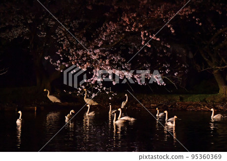 Spring swans Spring swans 95360369