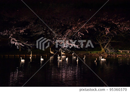 Spring swans Spring swans 95360370