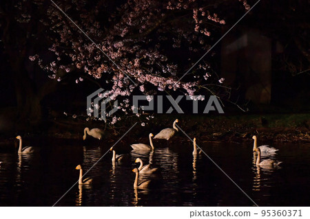 春天的天鵝 春天的天鵝 95360371