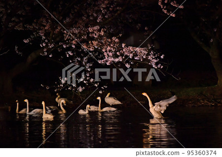 春天的天鵝 95360374