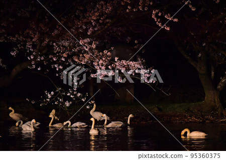 春天的天鵝 春天的天鵝 95360375