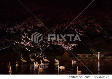 春天的天鵝 春天的天鵝 95360376