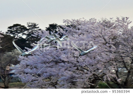 春天的天鵝 95360394