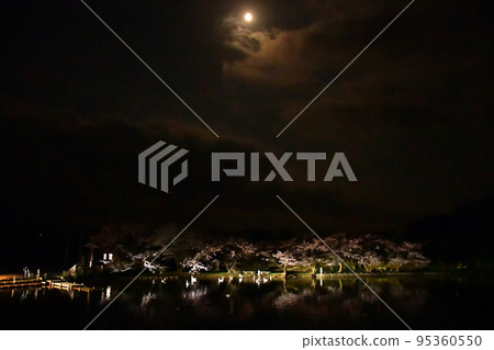 Spring swans Spring swans 95360550