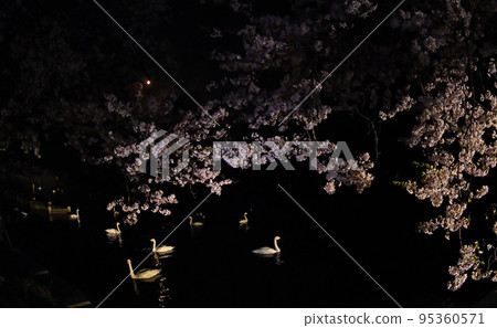 Spring swans 95360571