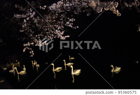 Spring swans 95360575