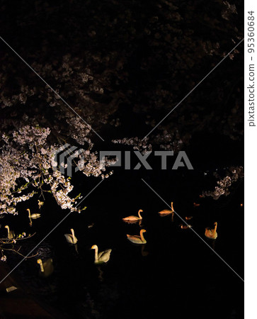 Spring swans Spring swans 95360684