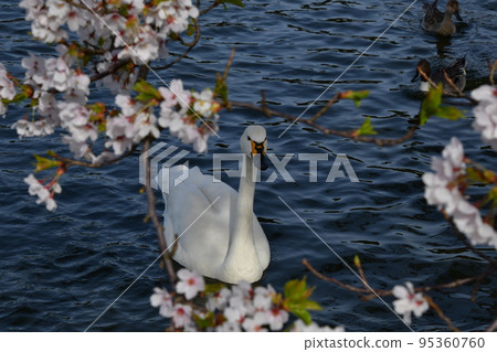 春天的天鵝 95360760