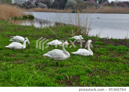 Spring swans Spring swans 95360764