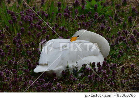 Spring swans Spring swans 95360766