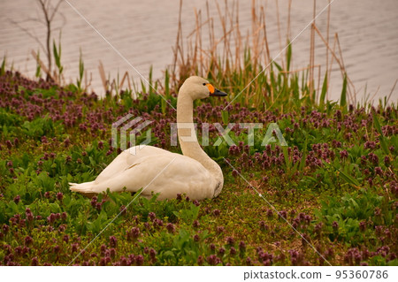 Spring swans 95360786