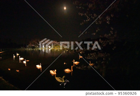 春天的天鵝 95360926