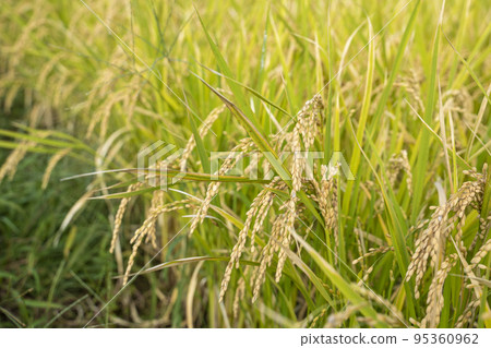 Fruitful autumn 95360962