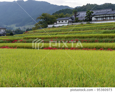 明日香村立花寺梯田盛開的孤挺花簇 明日香村立花寺梯田盛開的孤挺花簇 95360973