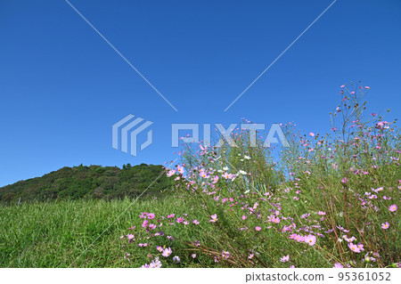 藍天后面波斯菊 藍天后面波斯菊 95361052