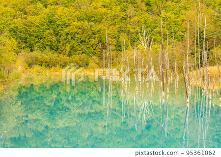 [Autumn in Hokkaido] Blue Pond in Biei 95361062