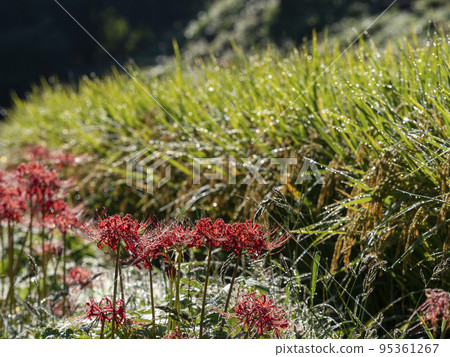 簇狀孤挺花和稻穗被晨露浸濕 95361267