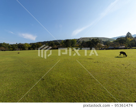 奈良公園春日野園地與鹿的秋景 95361474