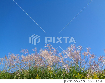芒草 芒草 95361731