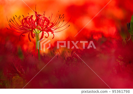 Amaryllis flowers blooming in Chichibu Kinchakuda Amaryllis flowers blooming in Chichibu Kinchakuda 95361798