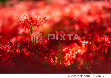 Amaryllis flowers blooming in Chichibu Kinchakuda Amaryllis flowers blooming in Chichibu Kinchakuda 95361799