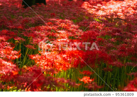 秩父金蝶田盛開的孤挺花 秩父金蝶田盛開的孤挺花 95361809