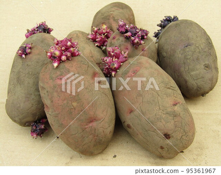 食物馬鈴薯芽 95361967