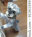 寵物狗迷你雪納瑞 95361999