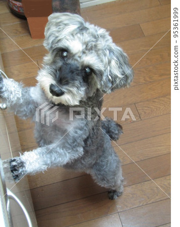 Pet dog miniature schnauzer 95361999