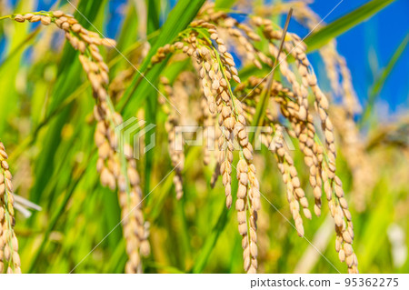 金黃的稻穀成熟了 95362275