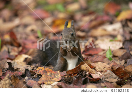 Ezoris在秋天 Ezoris在秋天 95362328