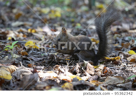 Ezoris在秋天 95362342